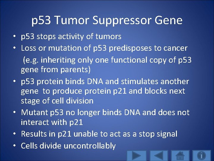 p 53 Tumor Suppressor Gene • p 53 stops activity of tumors • Loss