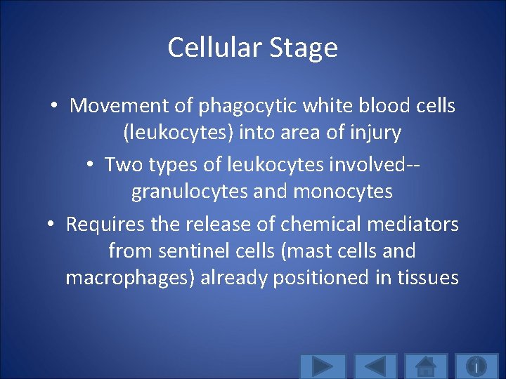 Cellular Stage • Movement of phagocytic white blood cells (leukocytes) into area of injury