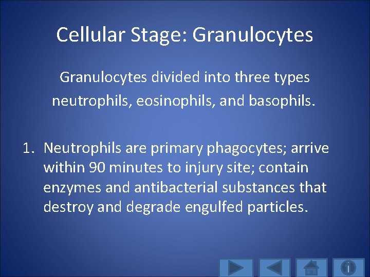 Cellular Stage: Granulocytes divided into three types neutrophils, eosinophils, and basophils. 1. Neutrophils are