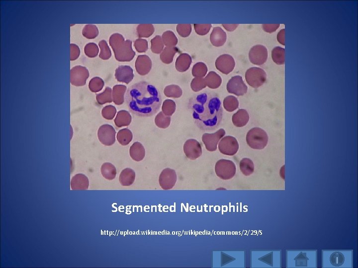 Segmented Neutrophils http: //upload. wikimedia. org/wikipedia/commons/2/29/S 