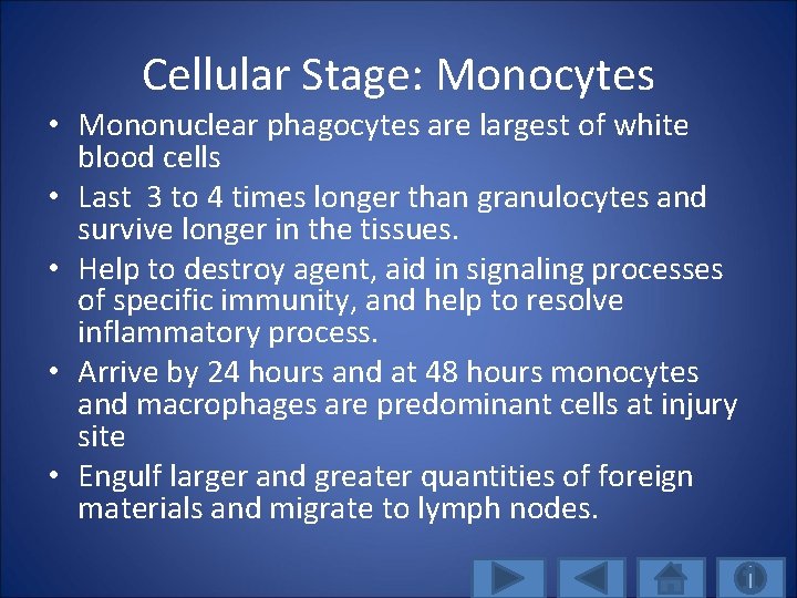 Cellular Stage: Monocytes • Mononuclear phagocytes are largest of white blood cells • Last