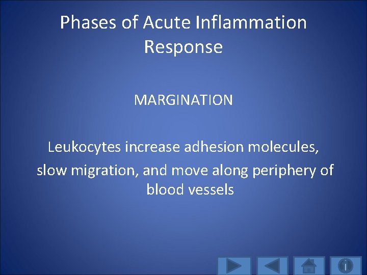 Phases of Acute Inflammation Response MARGINATION Leukocytes increase adhesion molecules, slow migration, and move
