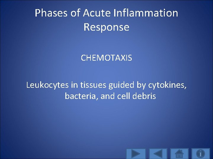 Phases of Acute Inflammation Response CHEMOTAXIS Leukocytes in tissues guided by cytokines, bacteria, and