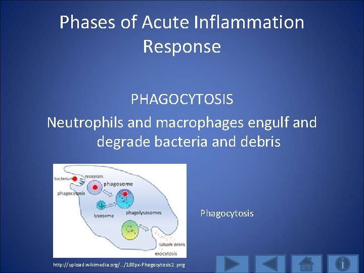 Phases of Acute Inflammation Response PHAGOCYTOSIS Neutrophils and macrophages engulf and degrade bacteria and