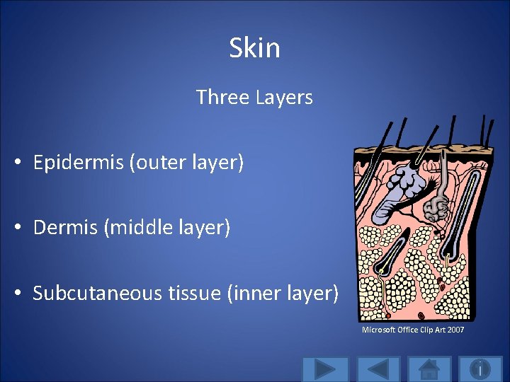 Skin Three Layers • Epidermis (outer layer) • Dermis (middle layer) • Subcutaneous tissue