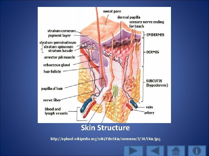 Skin Structure http: //upload. wikipedia. org/wiki/File: Skin/common/3/34/Skin/jpg. 