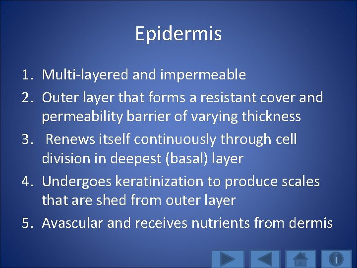 Epidermis 1. Multi-layered and impermeable 2. Outer layer that forms a resistant cover and