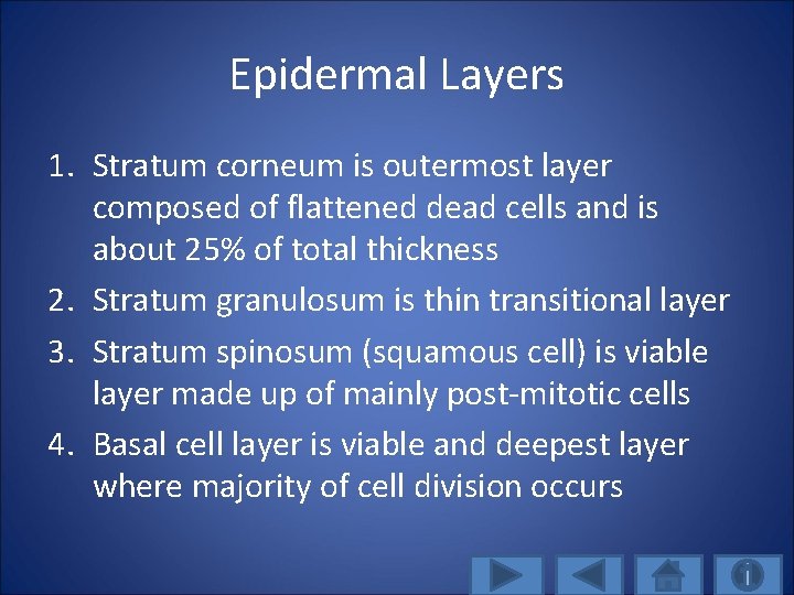 Epidermal Layers 1. Stratum corneum is outermost layer composed of flattened dead cells and