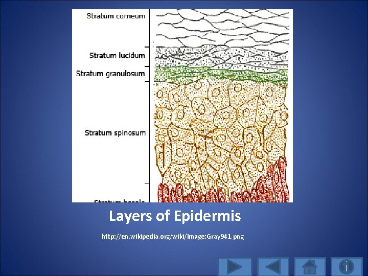 Layers of Epidermis http: //en. wikipedia. org/wiki/Image: Gray 941. png 