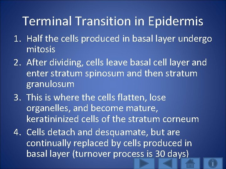 Terminal Transition in Epidermis 1. Half the cells produced in basal layer undergo mitosis
