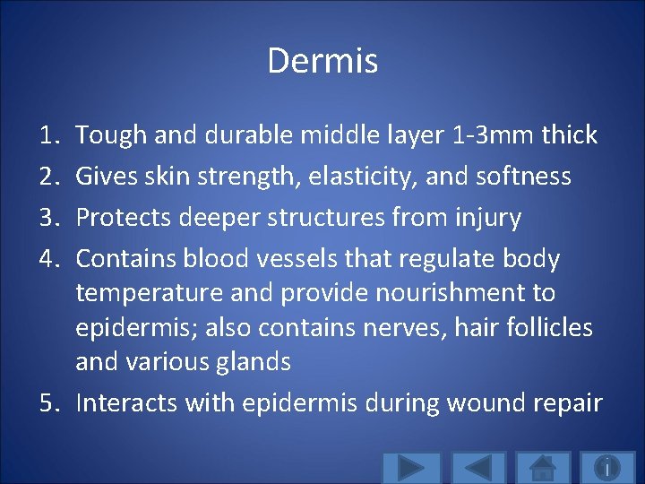 Dermis 1. 2. 3. 4. Tough and durable middle layer 1 -3 mm thick