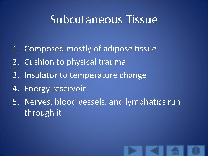 Subcutaneous Tissue 1. 2. 3. 4. 5. Composed mostly of adipose tissue Cushion to