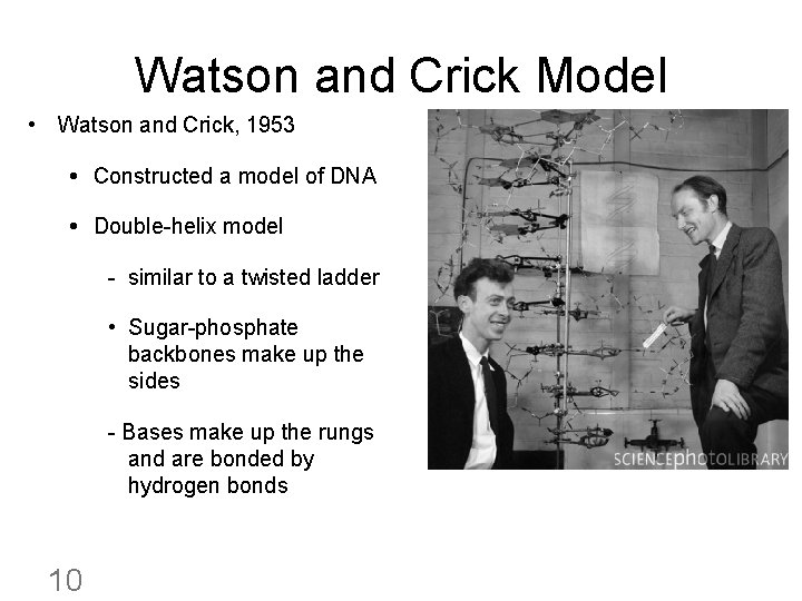 Watson and Crick Model • Watson and Crick, 1953 Constructed a model of DNA