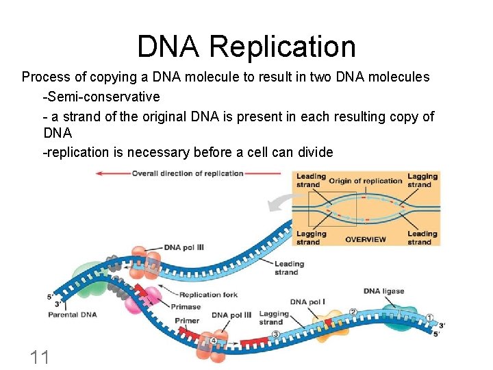 DNA Replication Process of copying a DNA molecule to result in two DNA molecules