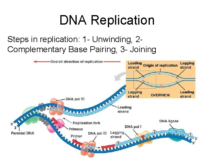 DNA Replication Steps in replication: 1 - Unwinding, 2 Complementary Base Pairing, 3 -