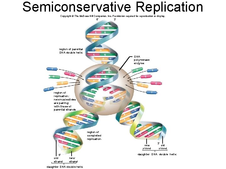 Semiconservative Replication Copyright © The Mc. Graw-Hill Companies, Inc. Permission required for reproduction or