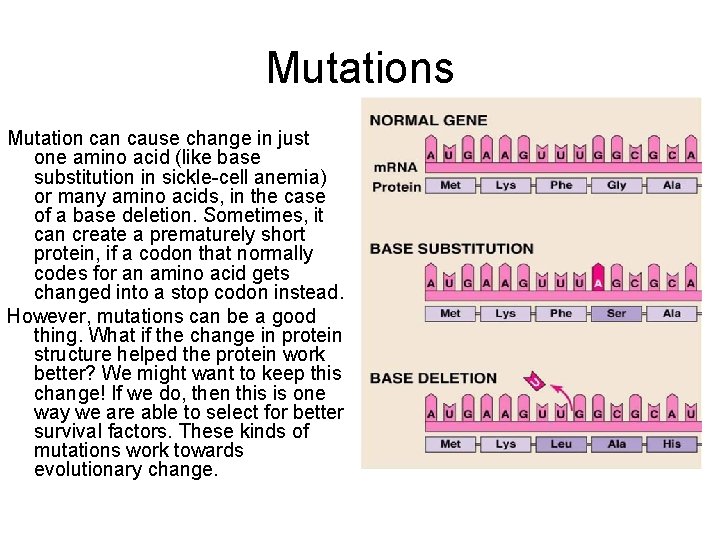 Mutations Mutation cause change in just one amino acid (like base substitution in sickle-cell