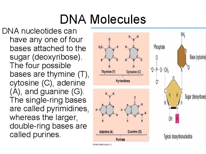 DNA Molecules DNA nucleotides can have any one of four bases attached to the