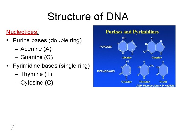 Structure of DNA Nucleotides: Purine bases (double ring) – Adenine (A) – Guanine (G)