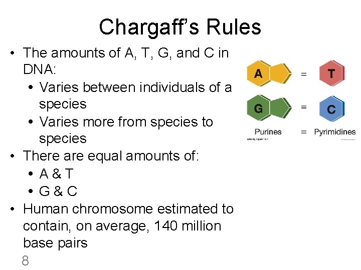 Chargaff’s Rules • The amounts of A, T, G, and C in DNA: Varies