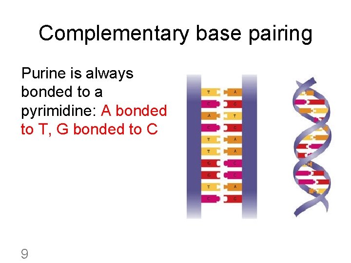 Complementary base pairing Purine is always bonded to a pyrimidine: A bonded to T,