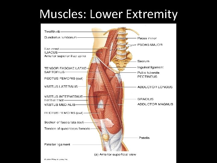 Muscles: Lower Extremity 