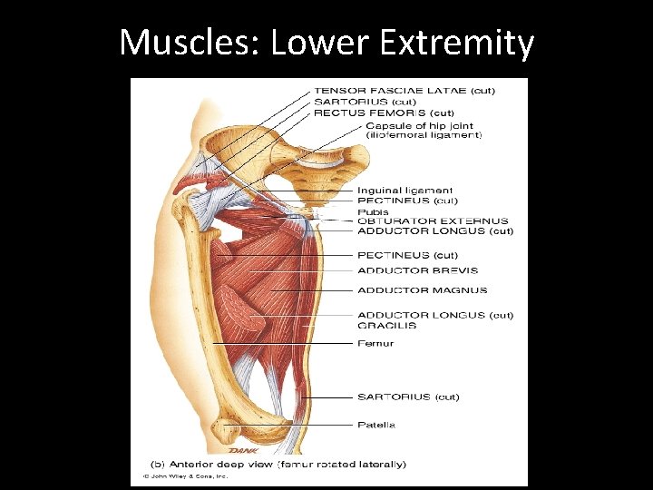 Muscles: Lower Extremity 