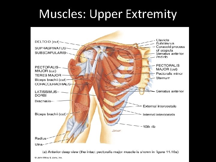 Muscles: Upper Extremity 