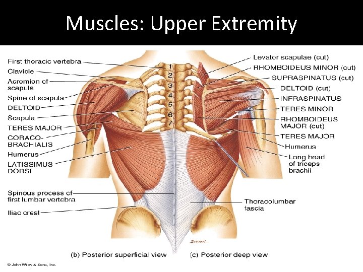 Muscles: Upper Extremity 