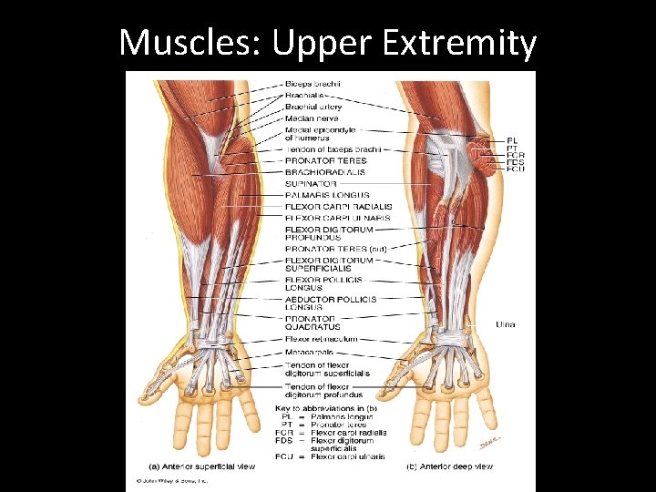 Muscles: Upper Extremity 