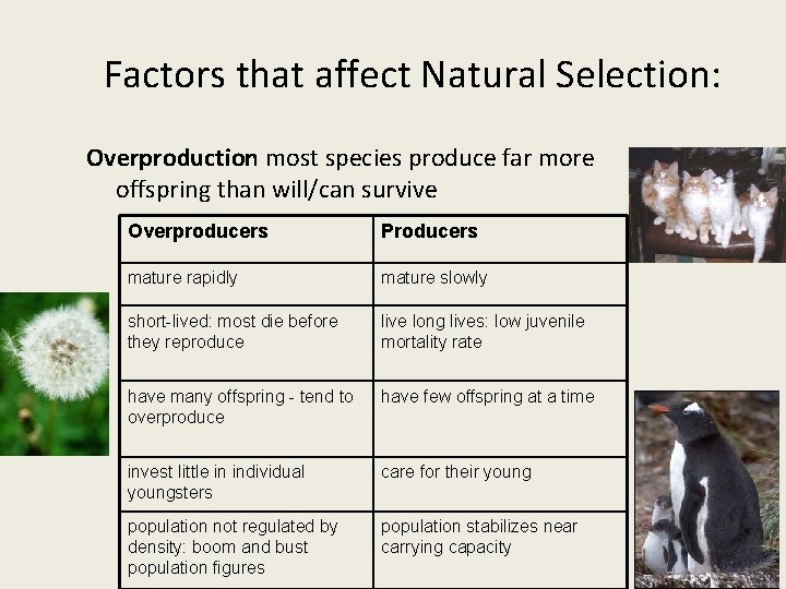 Factors that affect Natural Selection: Overproduction most species produce far more offspring than will/can