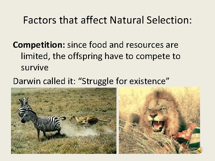 Factors that affect Natural Selection: Competition: since food and resources are limited, the offspring