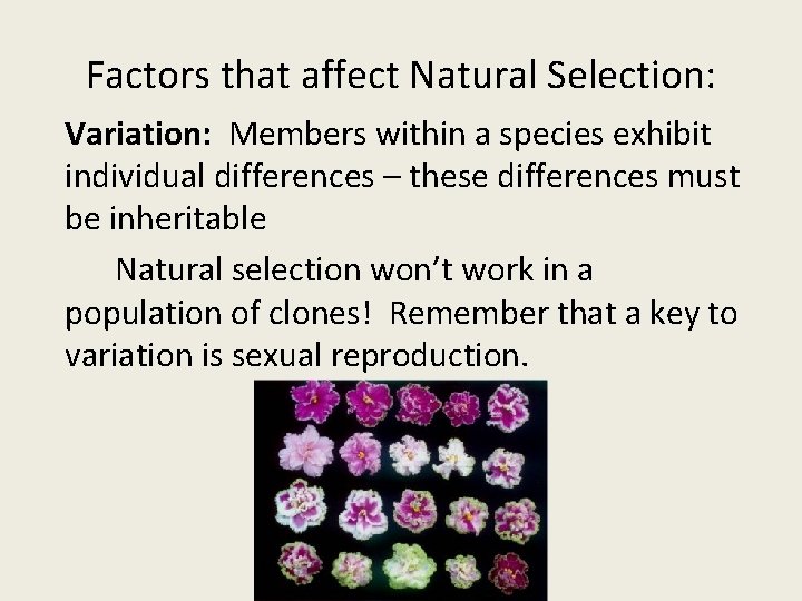 Factors that affect Natural Selection: Variation: Members within a species exhibit individual differences –