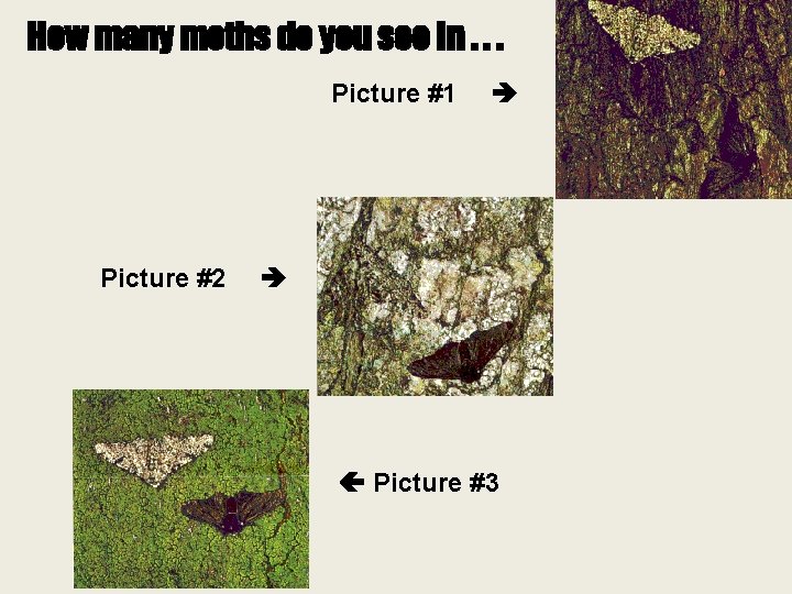 How many moths do you see in. . . Picture #1 Picture #2 Picture