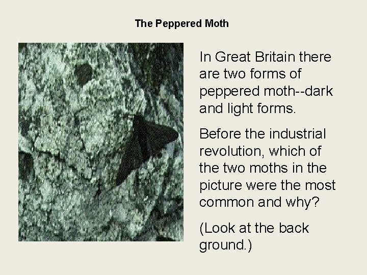The Peppered Moth In Great Britain there are two forms of peppered moth--dark and