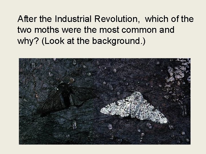 After the Industrial Revolution, which of the two moths were the most common and