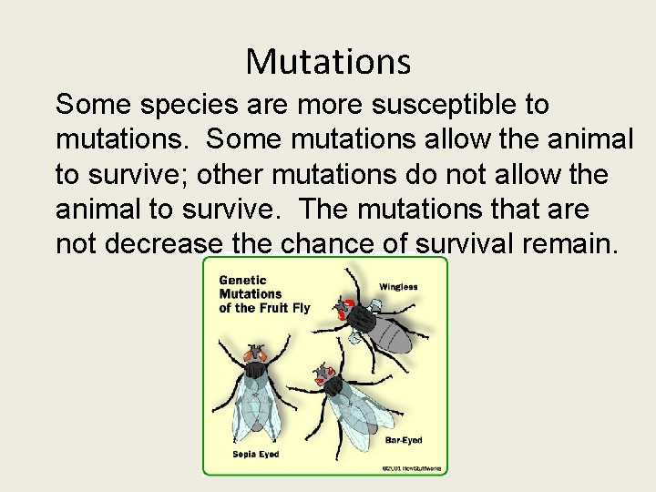 Mutations Some species are more susceptible to mutations. Some mutations allow the animal to