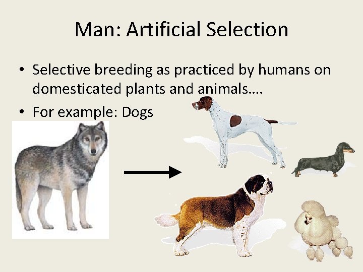 Man: Artificial Selection • Selective breeding as practiced by humans on domesticated plants and
