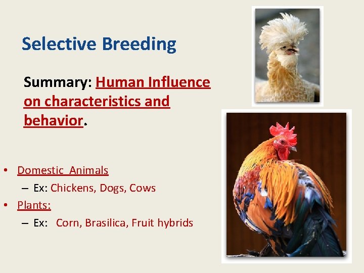Selective Breeding Summary: Human Influence on characteristics and behavior. • Domestic Animals – Ex: