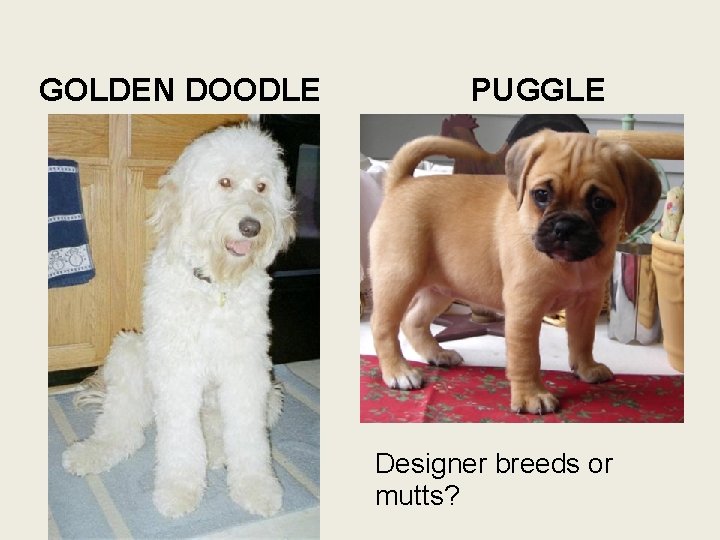 GOLDEN DOODLE PUGGLE Designer breeds or mutts? 