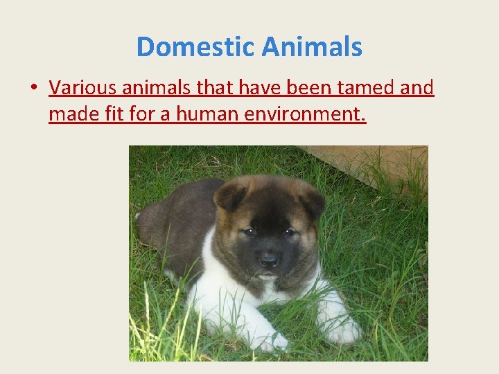 Domestic Animals • Various animals that have been tamed and made fit for a