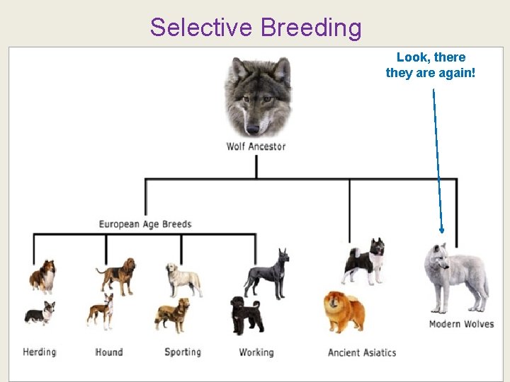 Selective Breeding Look, there they are again! 