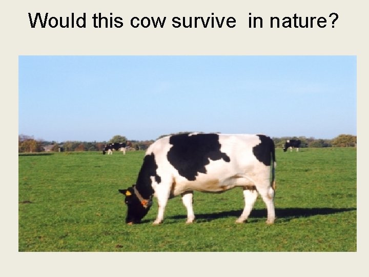 Would this cow survive in nature? 