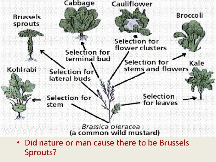  • Did nature or man cause there to be Brussels Sprouts? 