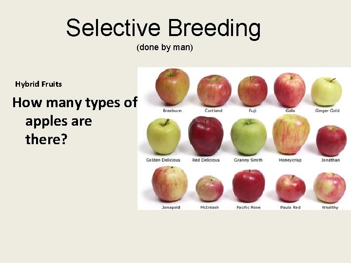 Selective Breeding (done by man) Hybrid Fruits How many types of apples are there?