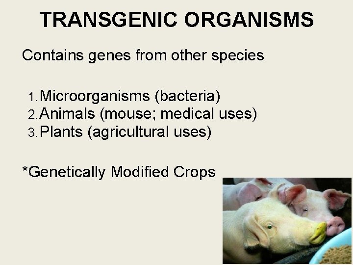 TRANSGENIC ORGANISMS Contains genes from other species 1. Microorganisms (bacteria) 2. Animals (mouse; medical