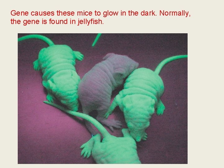 Gene causes these mice to glow in the dark. Normally, the gene is found