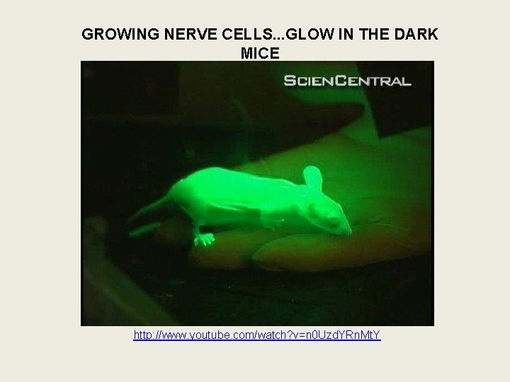 GROWING NERVE CELLS. . . GLOW IN THE DARK MICE http: //www. youtube. com/watch?