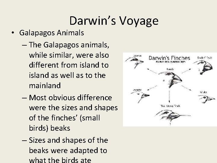 Darwin’s Voyage • Galapagos Animals – The Galapagos animals, while similar, were also different