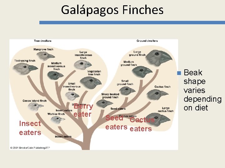 Galápagos Finches n Berry eater Insect eaters Seed Cactus eaters Beak shape varies depending